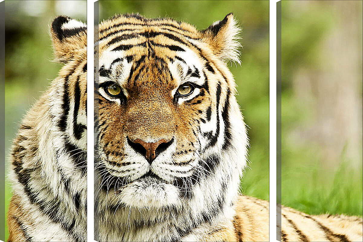 Модульная картина - Сибирский тигр
