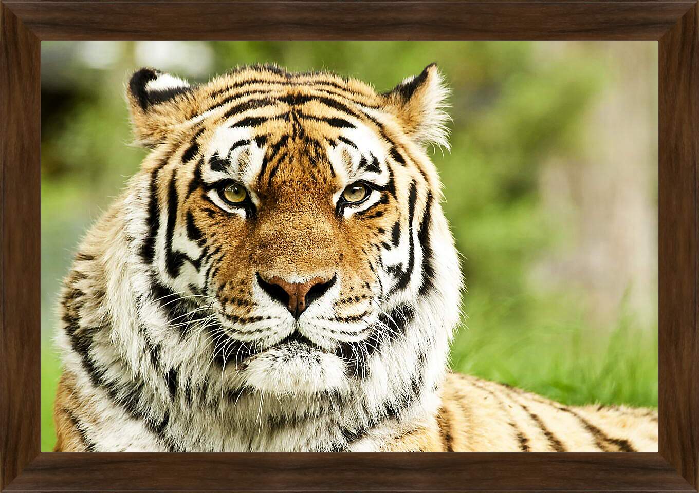 Картина в раме - Сибирский тигр
