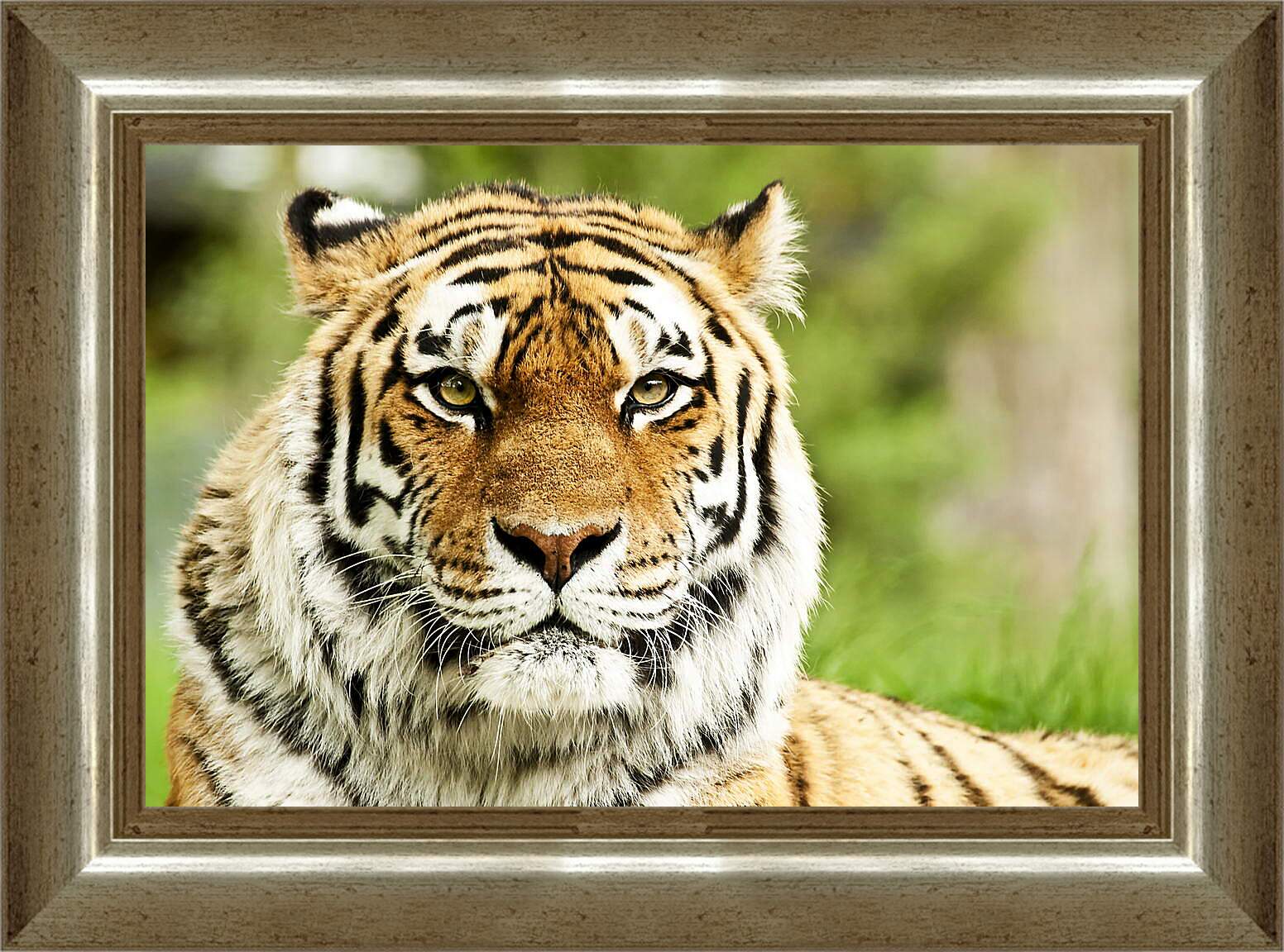 Картина в раме - Сибирский тигр

