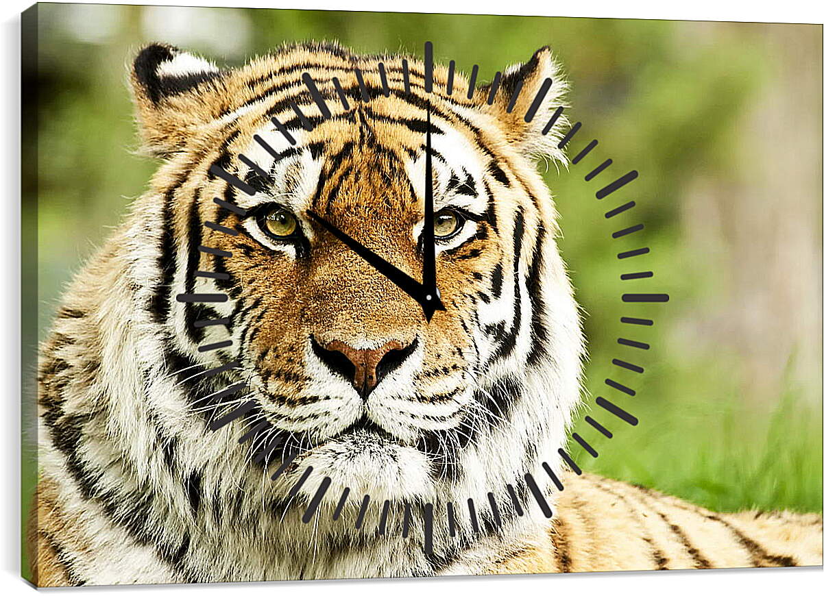 Часы картина - Сибирский тигр
