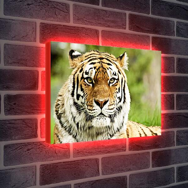 Лайтбокс световая панель - Сибирский тигр

