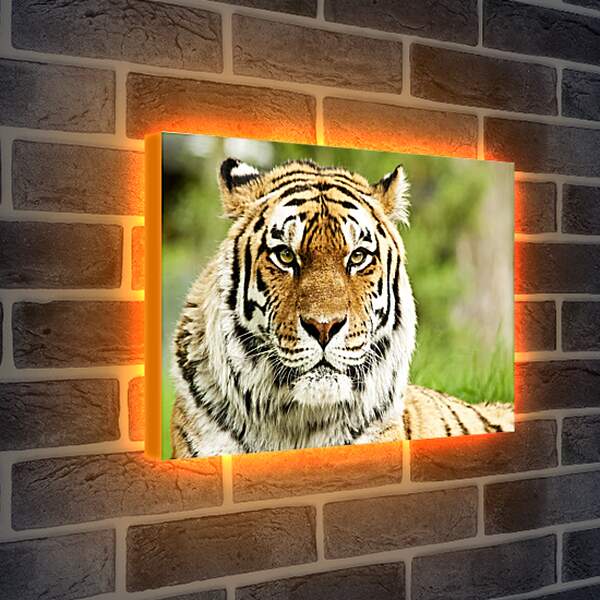 Лайтбокс световая панель - Сибирский тигр
