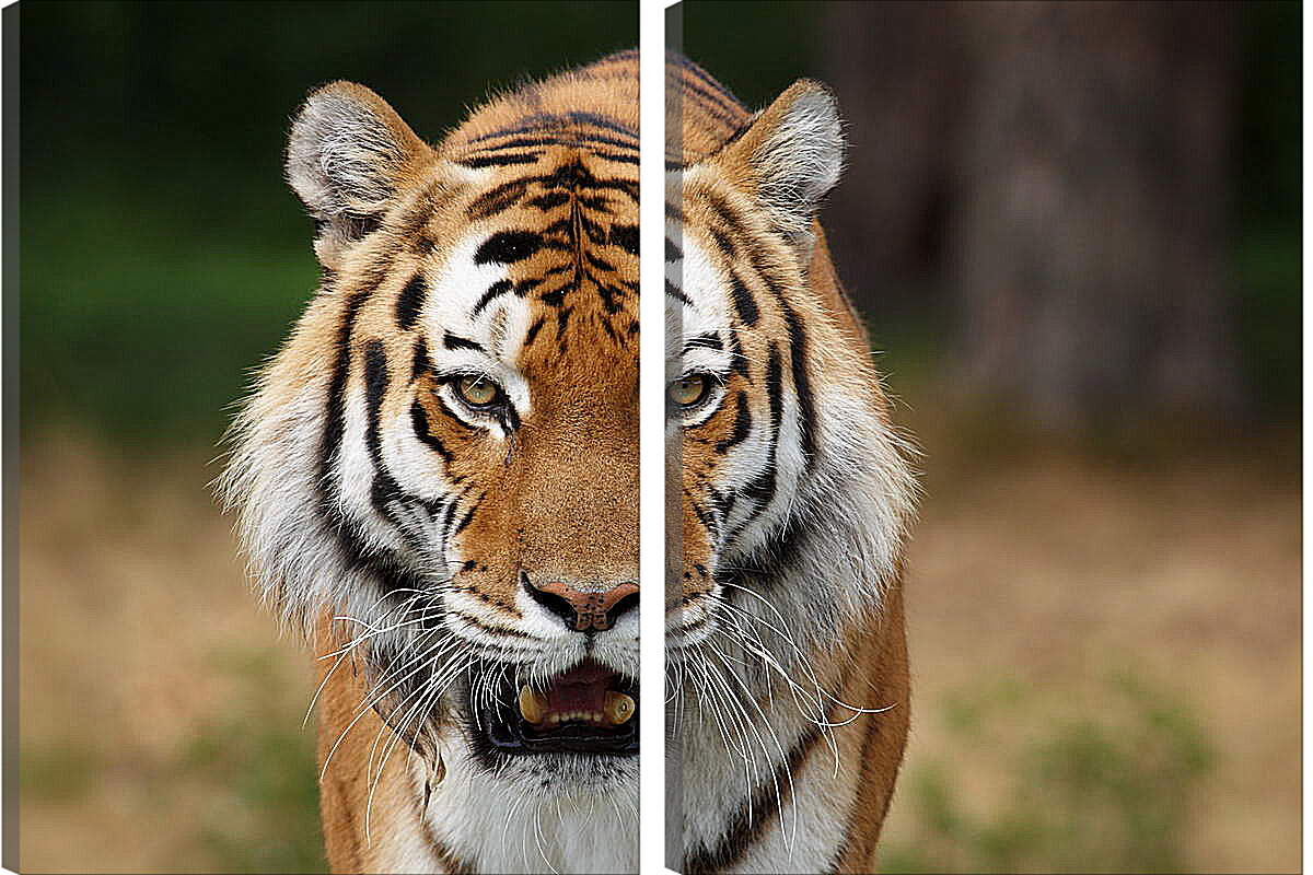 Модульная картина - Злой тигр

