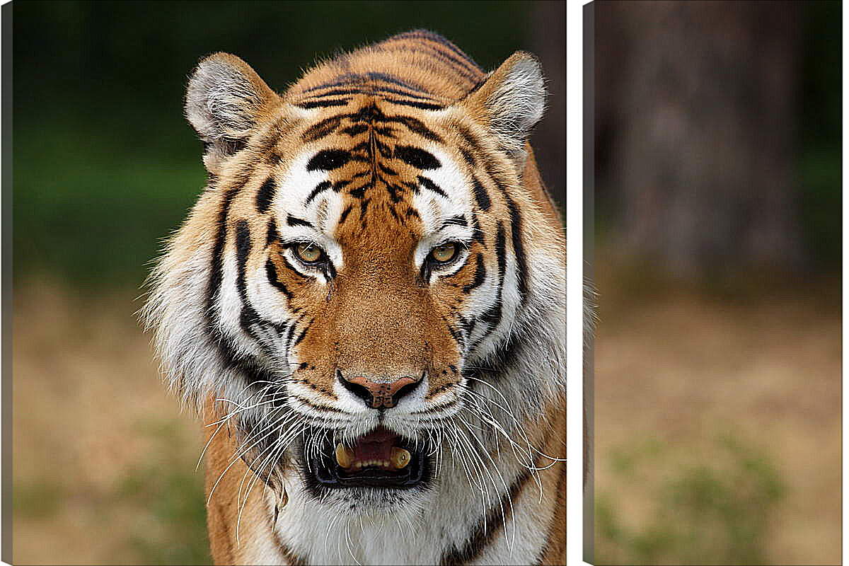 Модульная картина - Злой тигр
