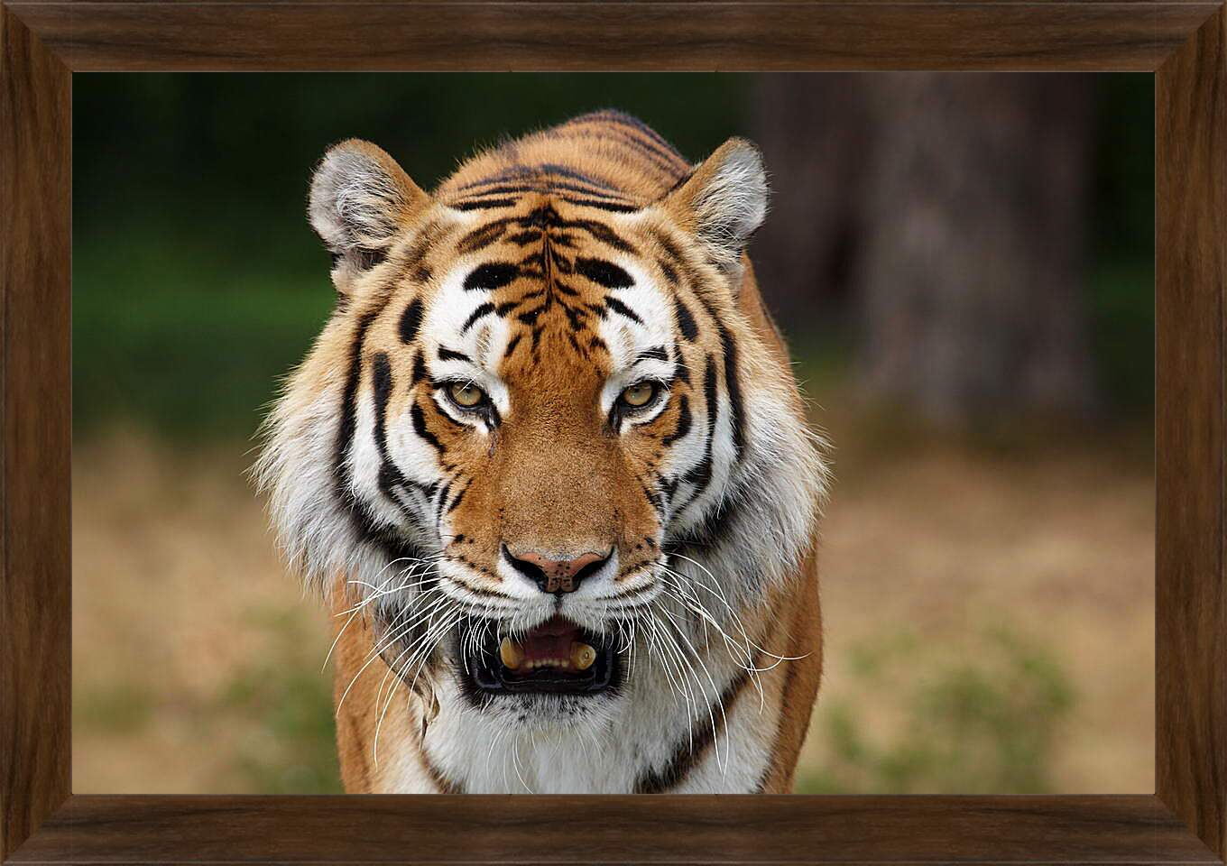 Картина в раме - Злой тигр
