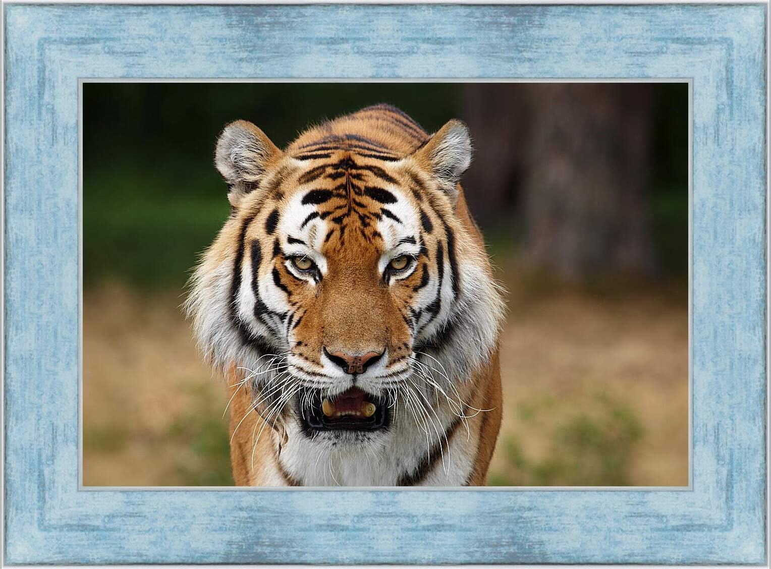 Картина в раме - Злой тигр
