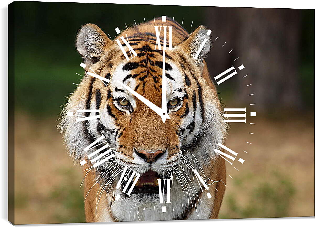 Часы картина - Злой тигр
