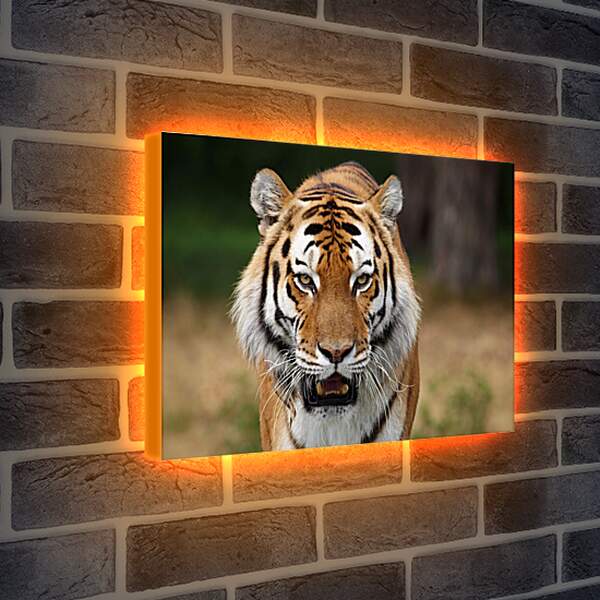 Лайтбокс световая панель - Злой тигр
