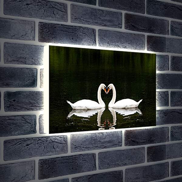 Лайтбокс световая панель - Лебеди на черном фоне
