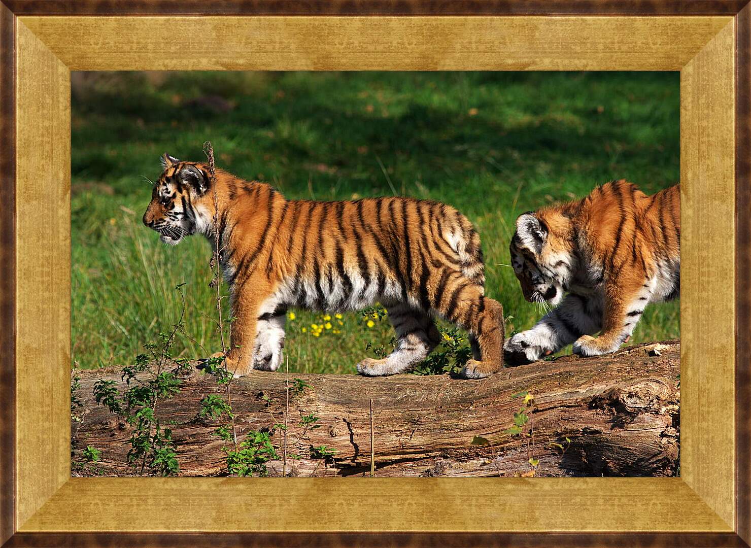 Картина в раме - Два тигра
