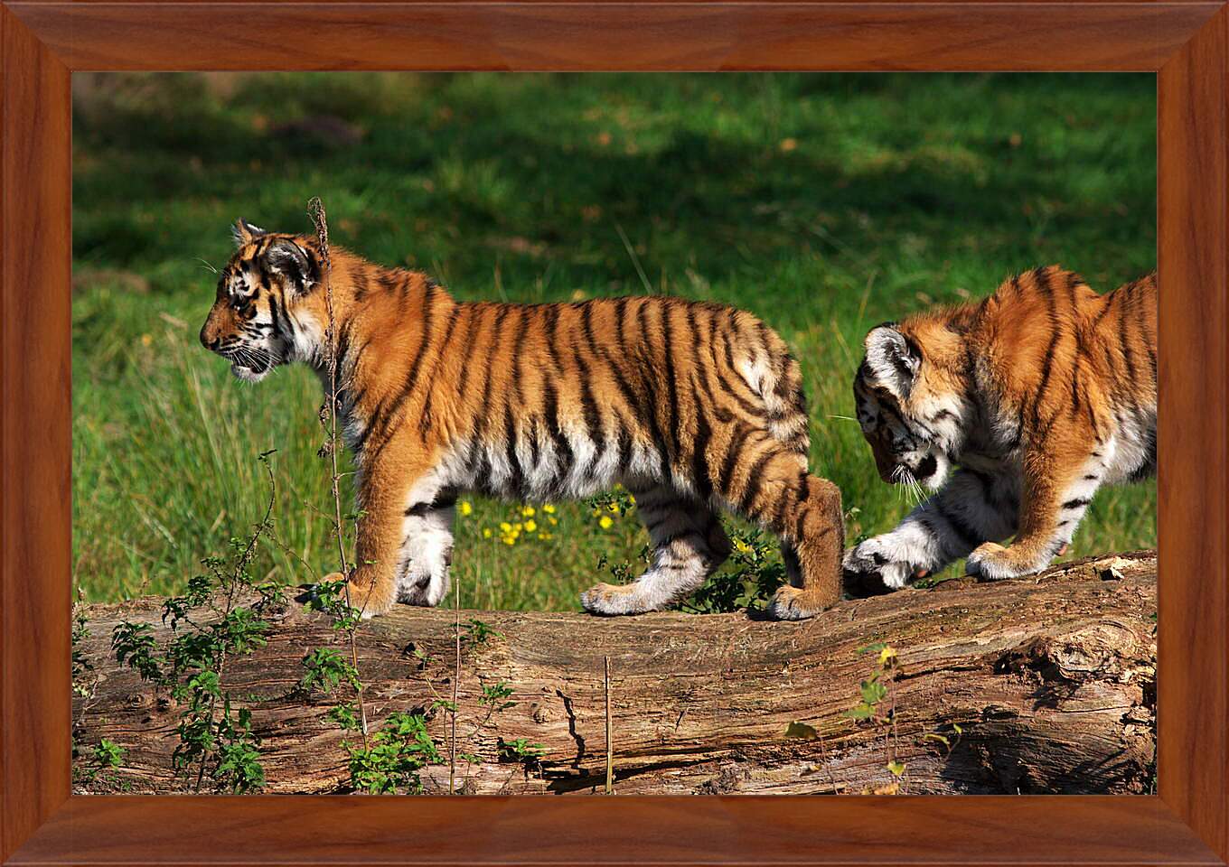 Картина в раме - Два тигра
