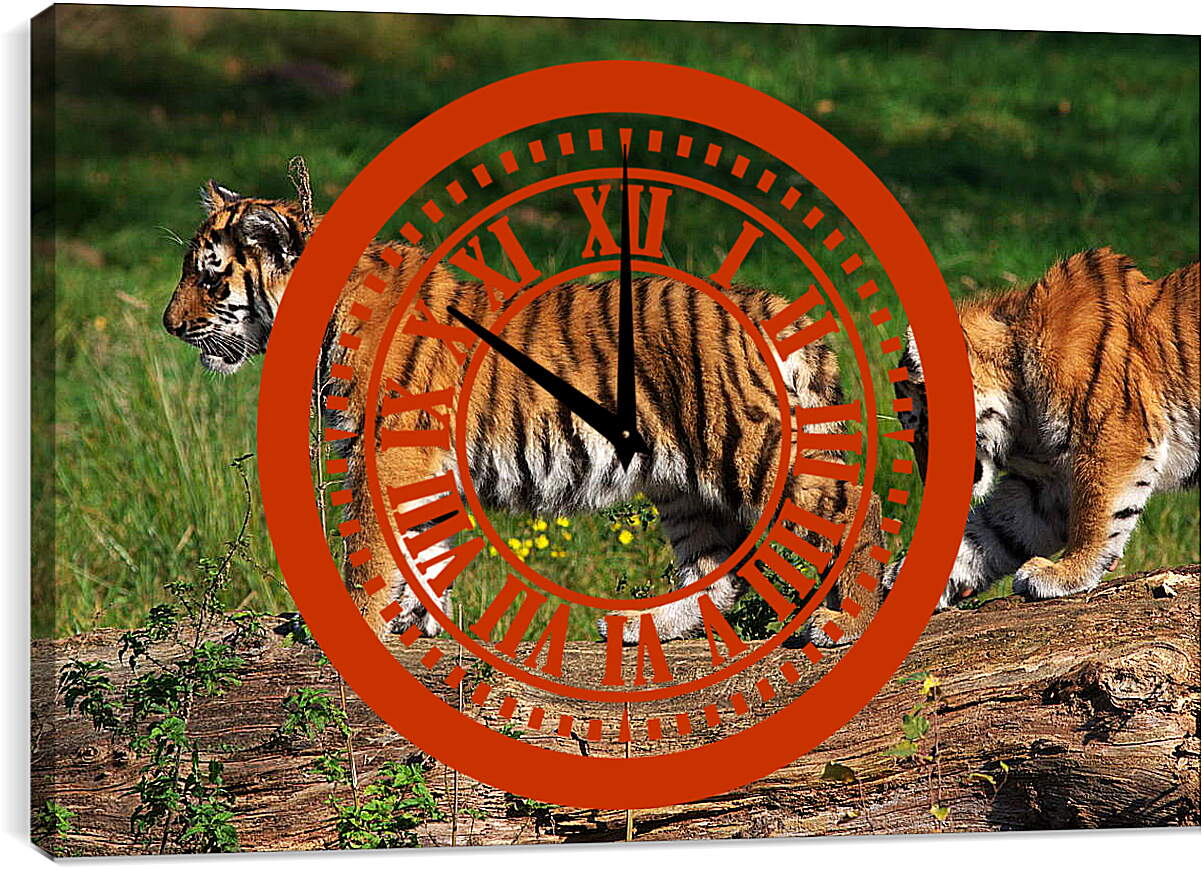 Часы картина - Два тигра
