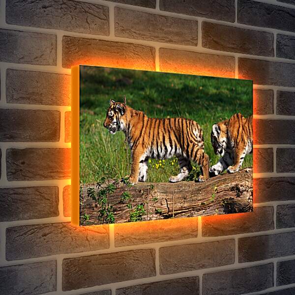 Лайтбокс световая панель - Два тигра
