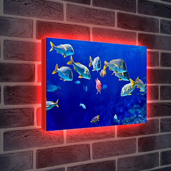 Лайтбокс световая панель - Рыбки
