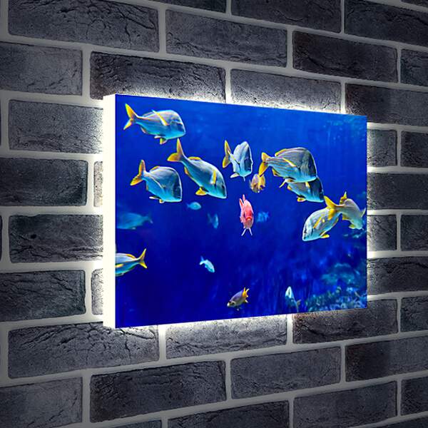 Лайтбокс световая панель - Рыбки
