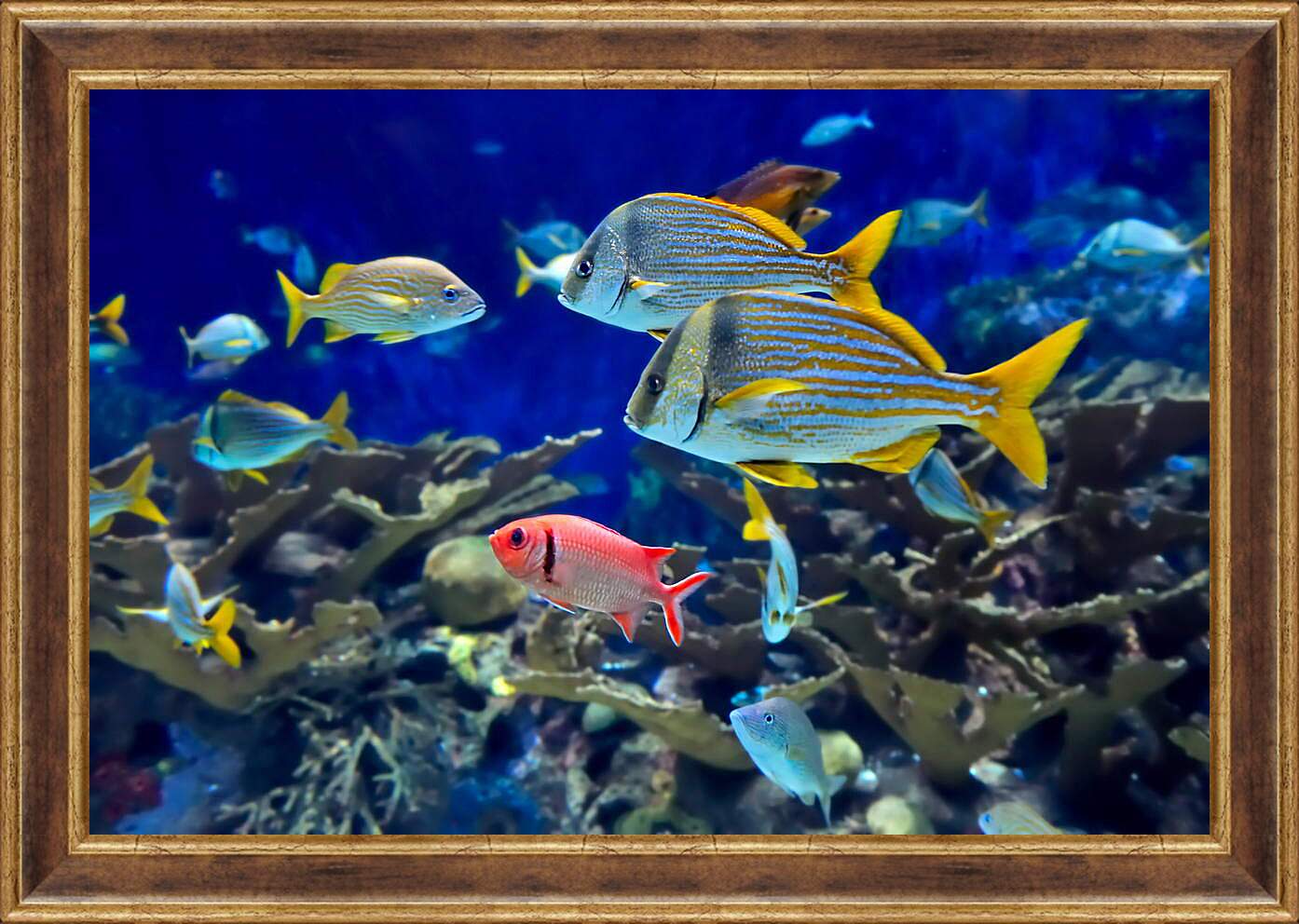 Картина в раме - Аквариумные рыбки
