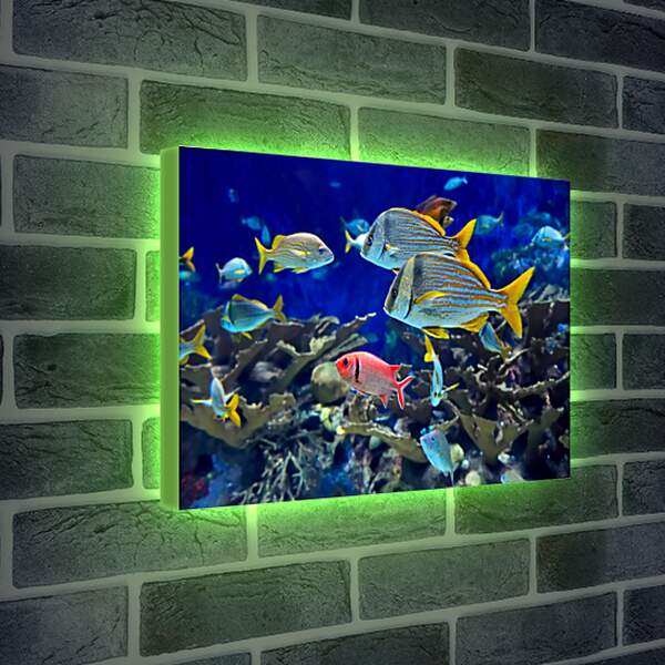 Лайтбокс световая панель - Аквариумные рыбки

