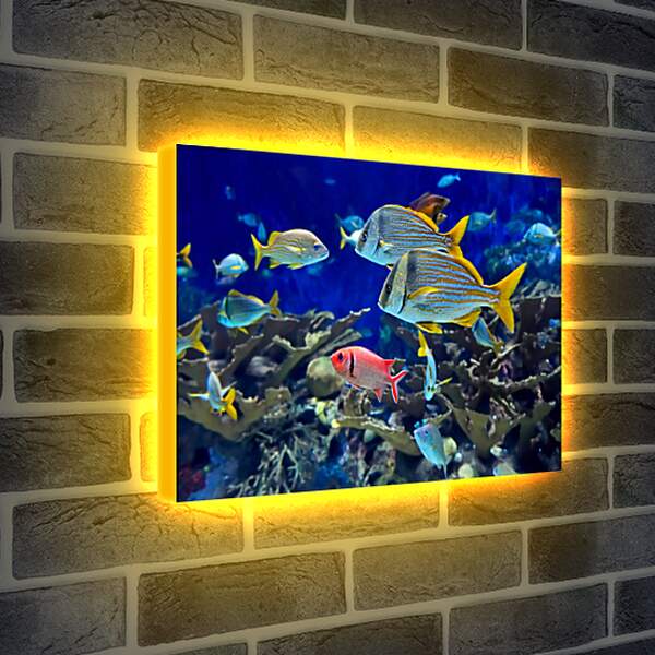 Лайтбокс световая панель - Аквариумные рыбки
