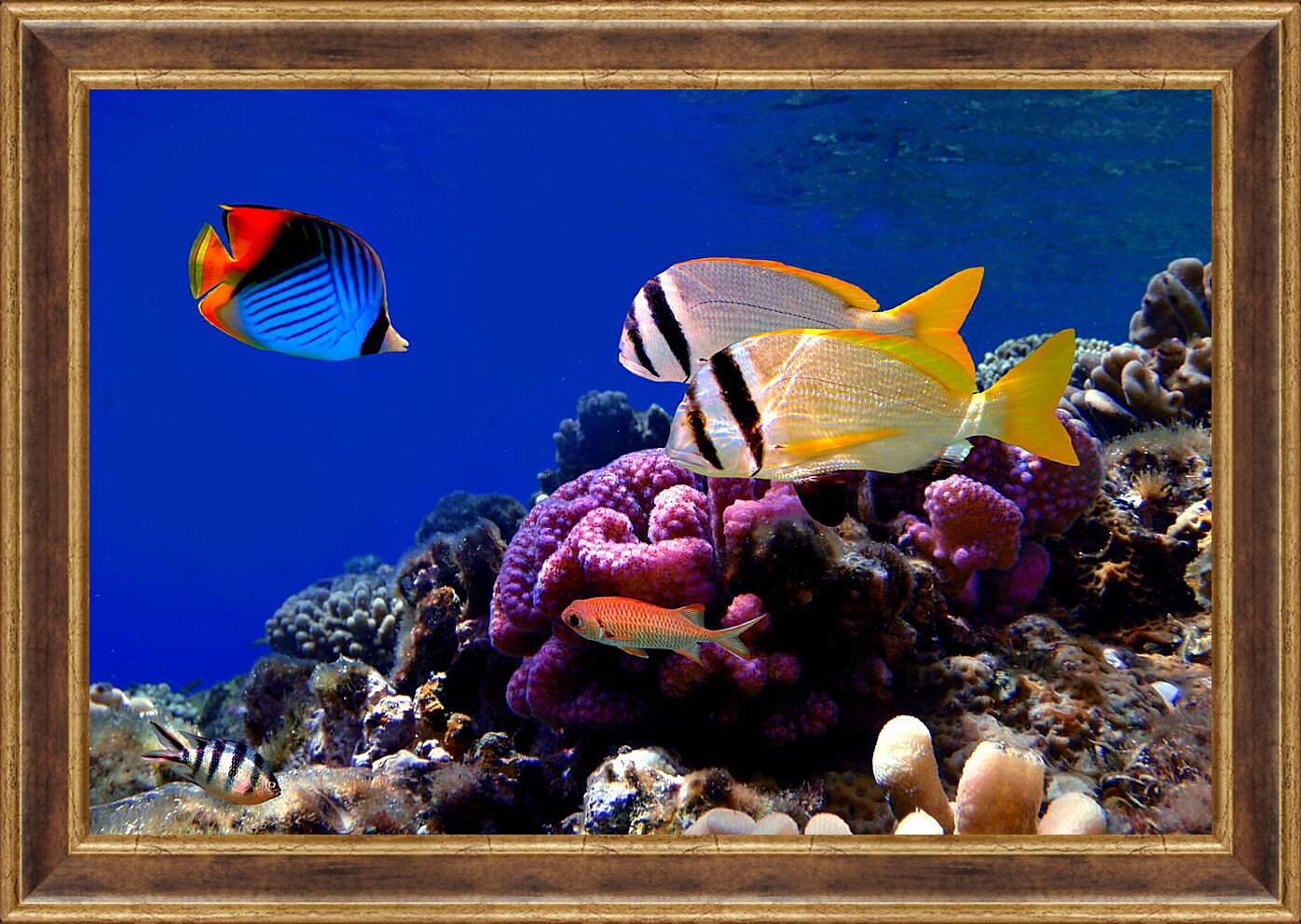 Картина в раме - Красивые рыбки
