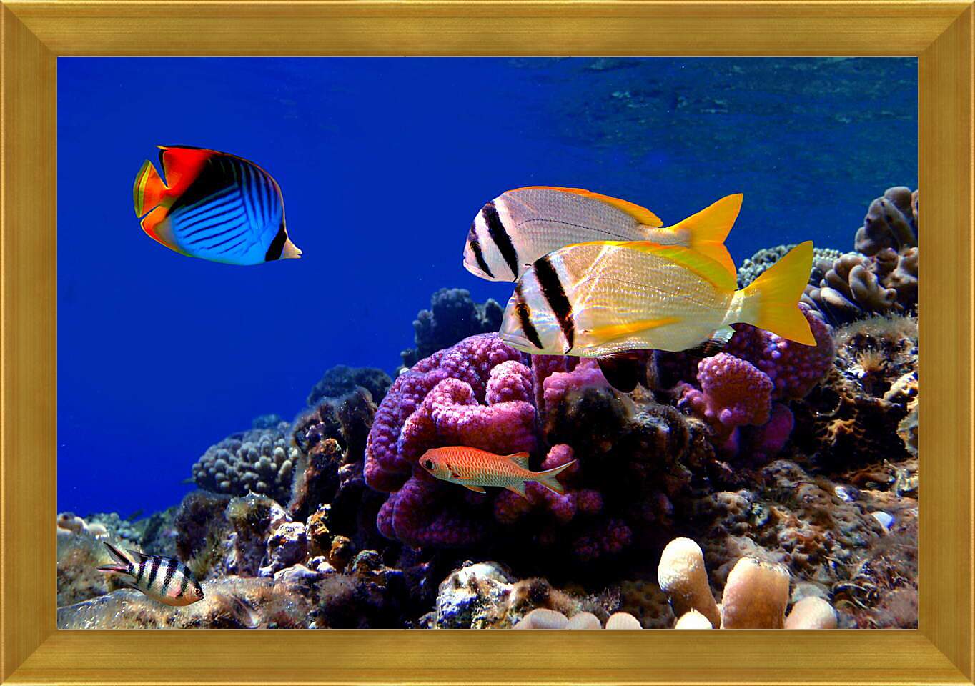 Картина в раме - Красивые рыбки
