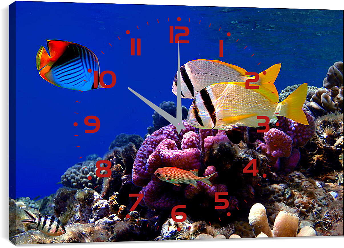 Часы картина - Красивые рыбки
