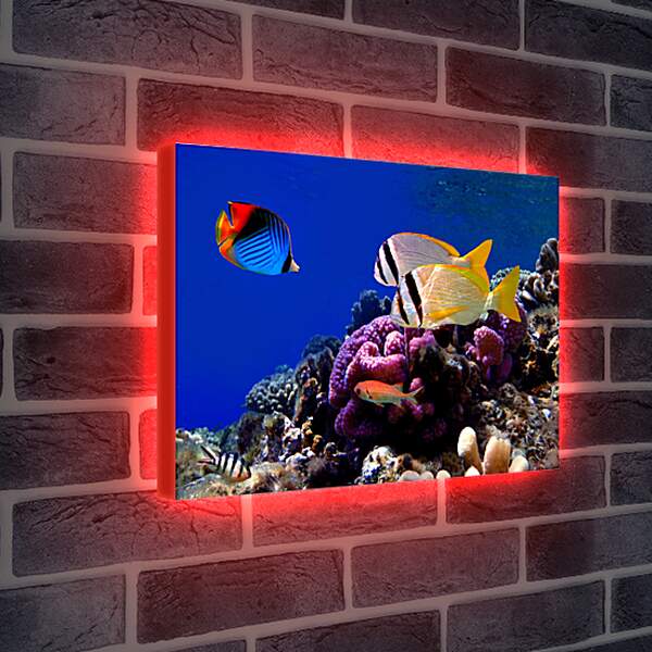 Лайтбокс световая панель - Красивые рыбки
