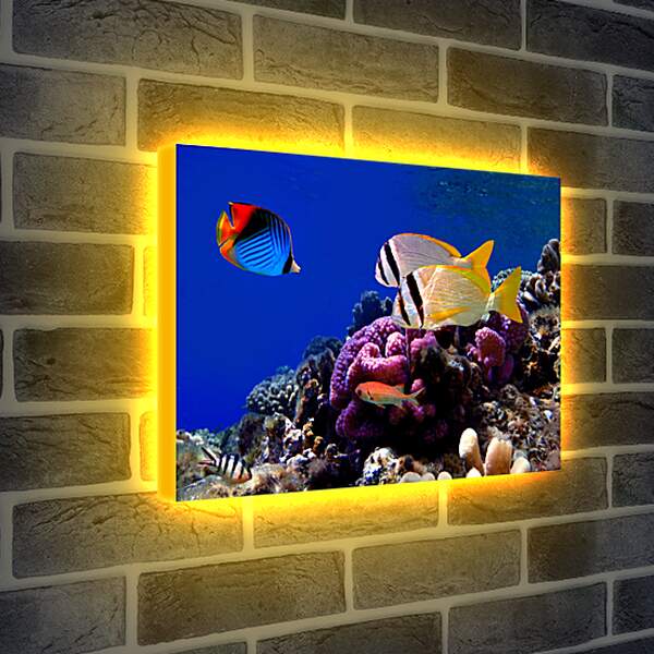 Лайтбокс световая панель - Красивые рыбки
