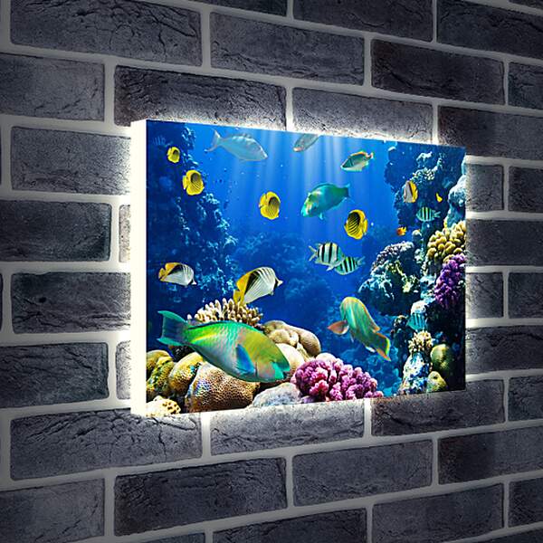 Лайтбокс световая панель - Рыбки в море
