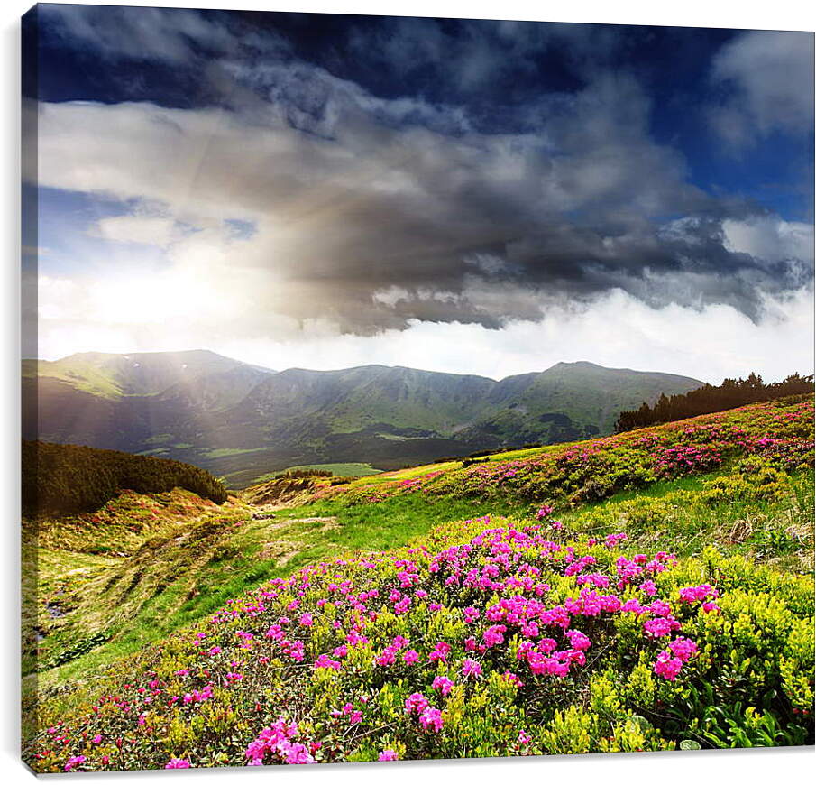 Постер и плакат - Солнце греющее цветы на фоне гор