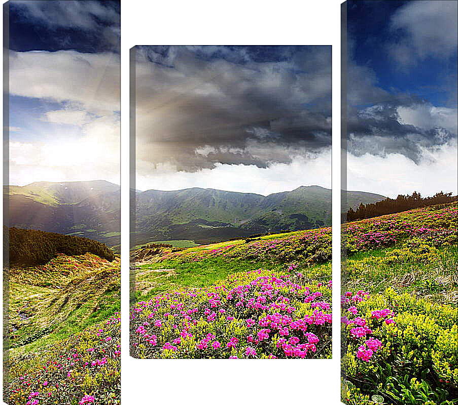 Модульная картина - Солнце греющее цветы на фоне гор