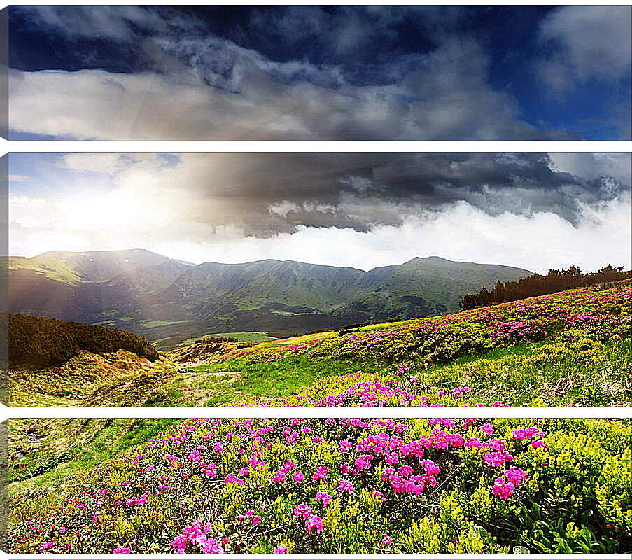Модульная картина - Солнце греющее цветы на фоне гор