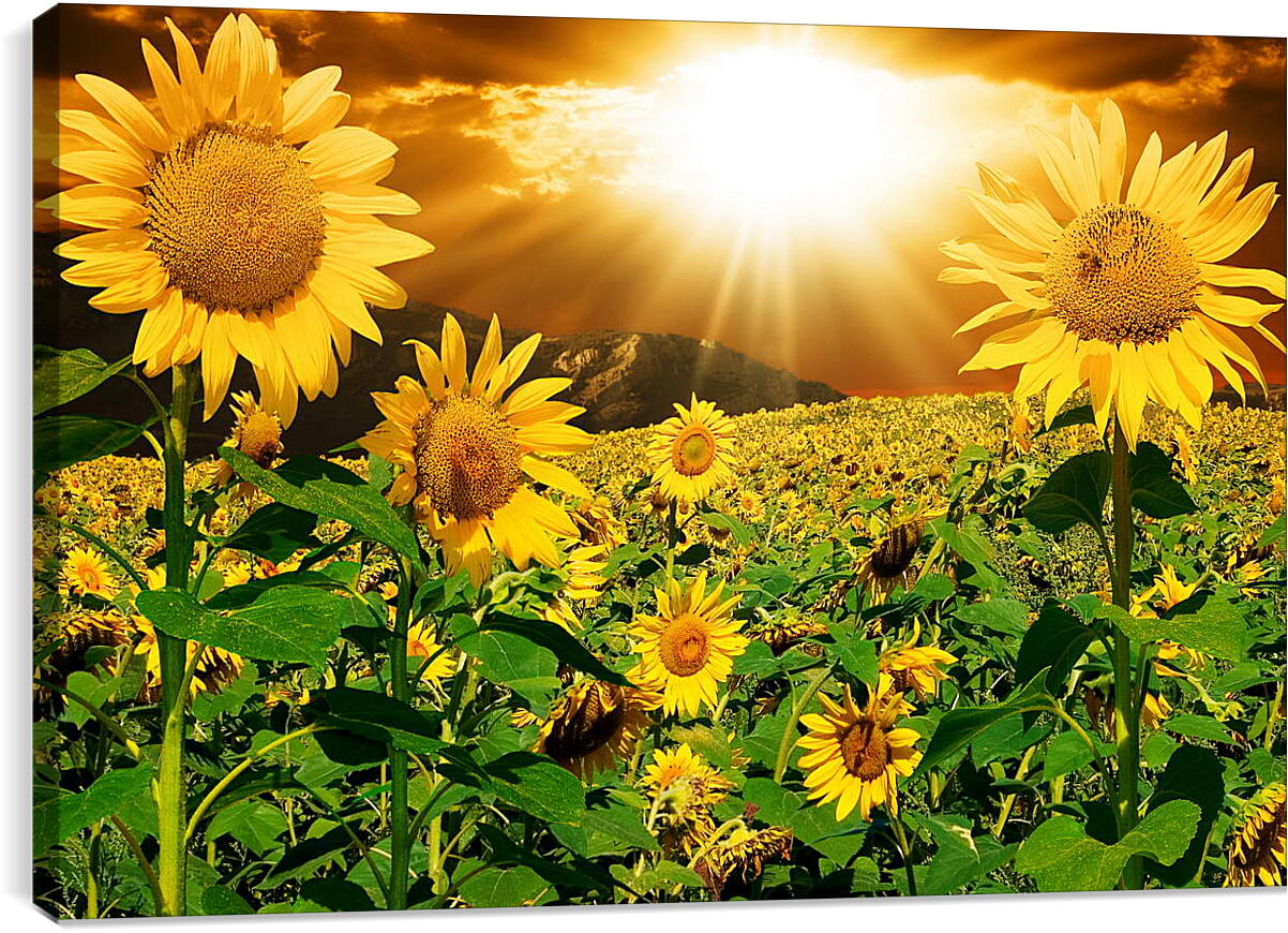 Постер и плакат - Солнце в поле подсолнухов
