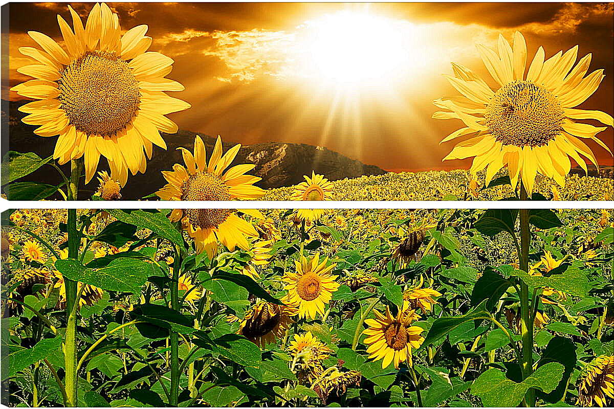 Модульная картина - Солнце в поле подсолнухов

