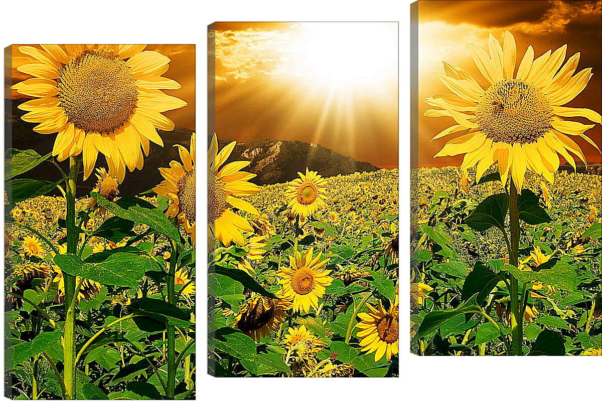 Модульная картина - Солнце в поле подсолнухов
