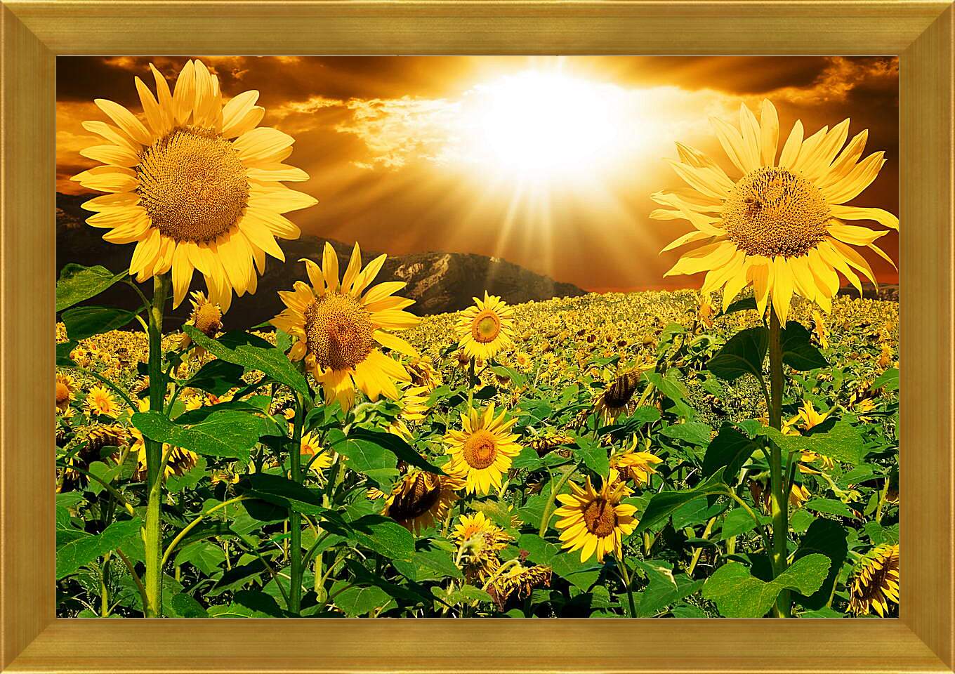 Картина в раме - Солнце в поле подсолнухов
