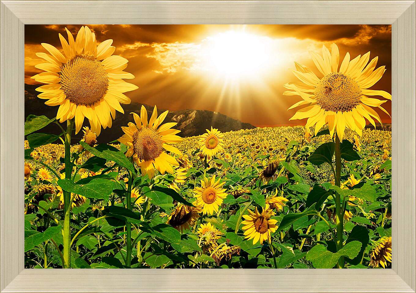 Картина в раме - Солнце в поле подсолнухов
