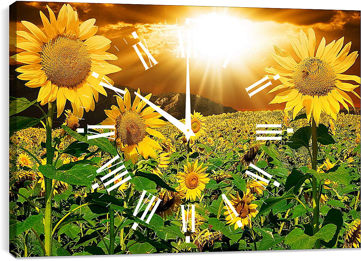 Часы картина - Солнце в поле подсолнухов
