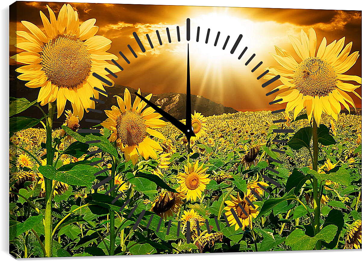 Часы картина - Солнце в поле подсолнухов
