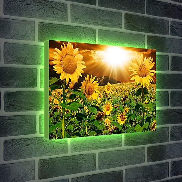 Лайтбокс световая панель - Солнце в поле подсолнухов
