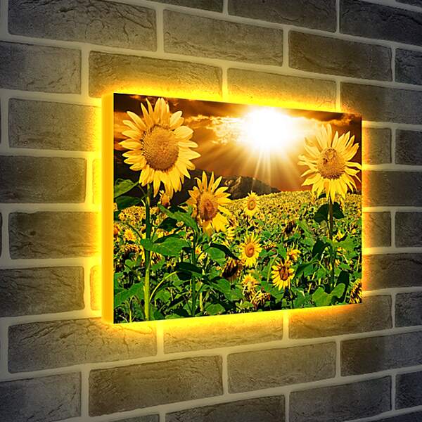 Лайтбокс световая панель - Солнце в поле подсолнухов
