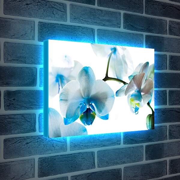 Лайтбокс световая панель - Голубые цветы
