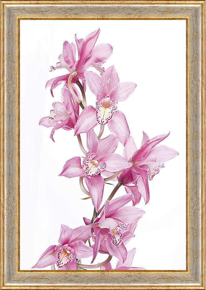 Картина в раме - Орхидеи
