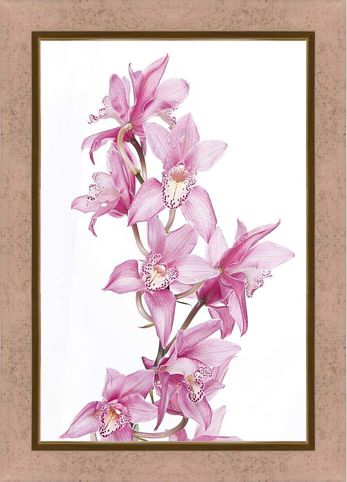Картина в раме - Орхидеи
