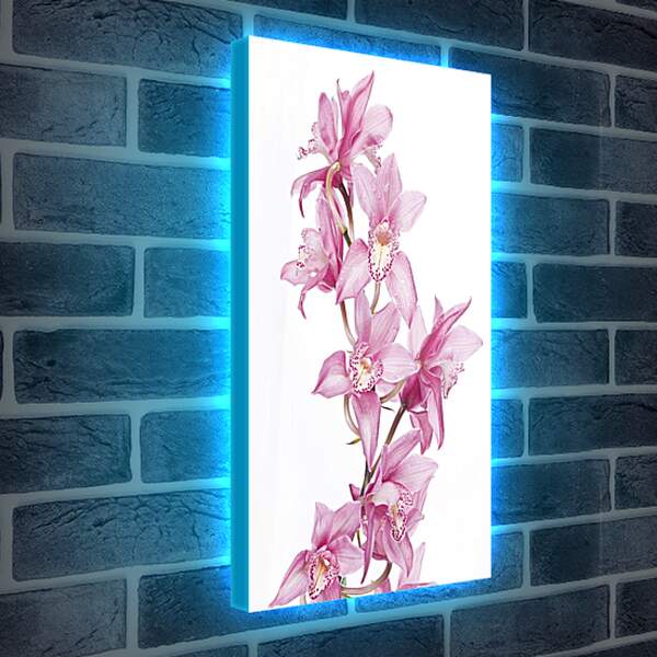 Лайтбокс световая панель - Орхидеи
