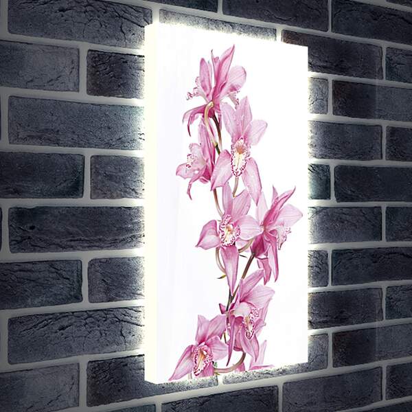 Лайтбокс световая панель - Орхидеи
