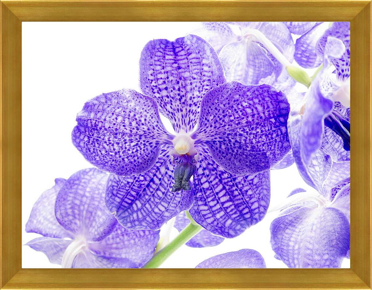 Картина в раме - Фиолетовые цветы
