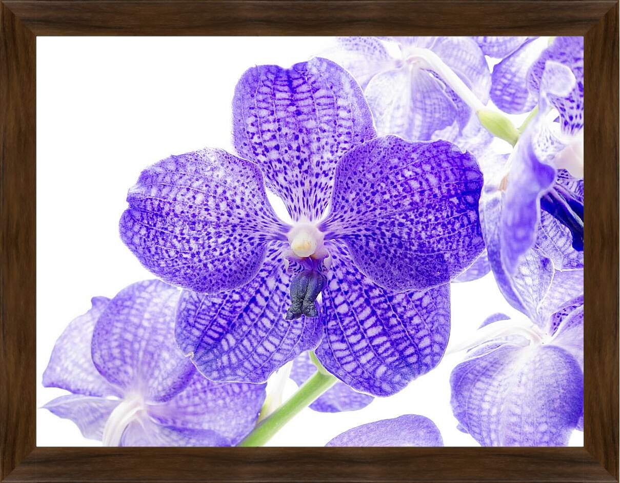 Картина в раме - Фиолетовые цветы
