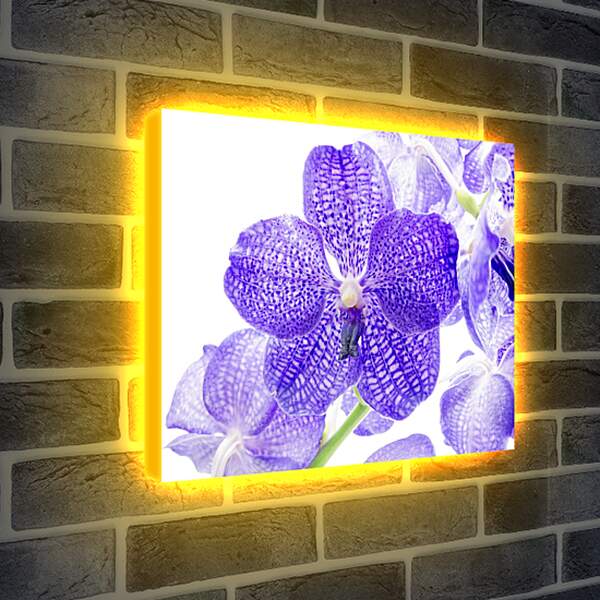 Лайтбокс световая панель - Фиолетовые цветы

