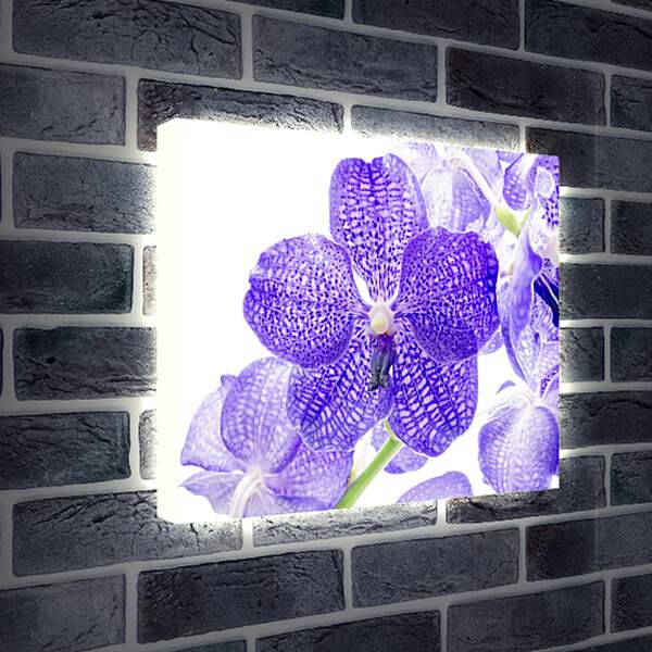 Лайтбокс световая панель - Фиолетовые цветы
