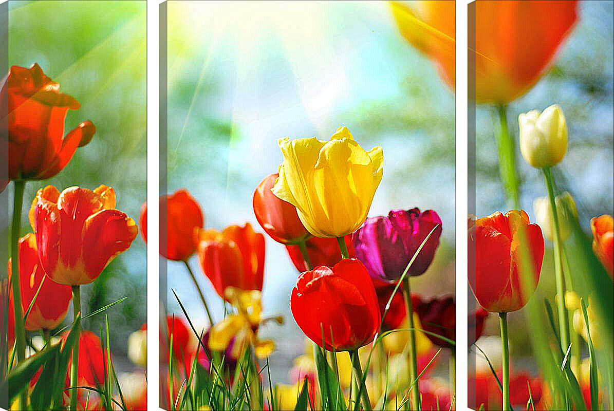 Модульная картина - Тюльпаны и луч солнца
